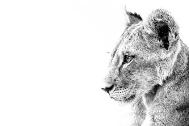 Wirestock Umělecká fotografie Grayscale shot of a cute lion, Wirestock, (40 x 26.7 cm)
