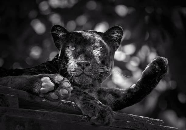 undefined undefined Umělecká fotografie Panther or leopard are relaxing, undefined undefined, (40 x 26.7 cm)