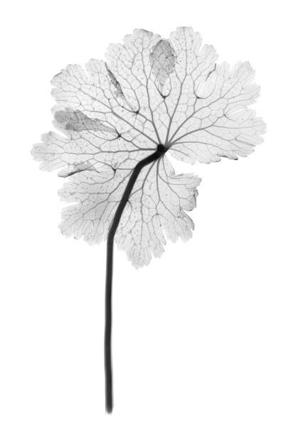 NICK VEASEY/SCIENCE PHOTO LIBRARY Umělecká fotografie Cranesbill leaf, (Geranium sp.), X-ray, NICK VEASEY/SCIENCE PHOTO LIBRARY, (26.7 x 40 cm)