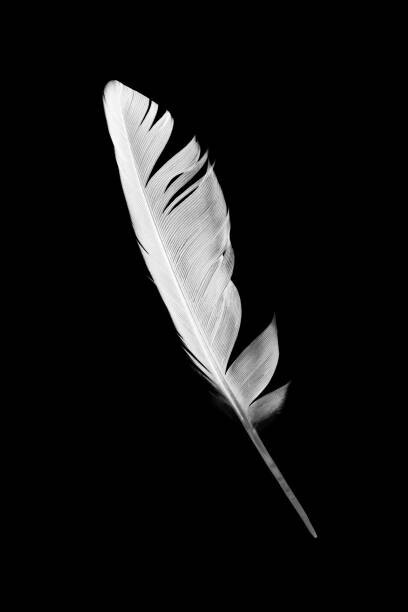 nadtytok Umělecká fotografie Beautiful white feather isolated on black, nadtytok, (26.7 x 40 cm)