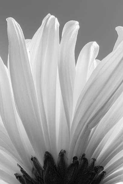 uuoott Umělecká fotografie white chrysanthemum bw, uuoott, (26.7 x 40 cm)