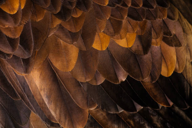 Tim Platt Umělecká fotografie Golden Eagle's feathers, Tim Platt, (40 x 26.7 cm)