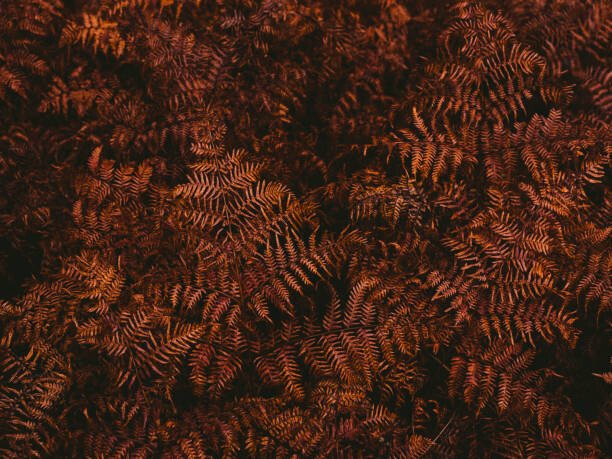 Johner Images Umělecká fotografie High angle view of brown fern leaves, Johner Images, (40 x 30 cm)