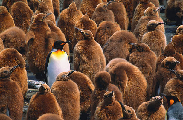 Art Wolfe Umělecká fotografie Adult king penguin  surrounded by, Art Wolfe, (40 x 26.7 cm)