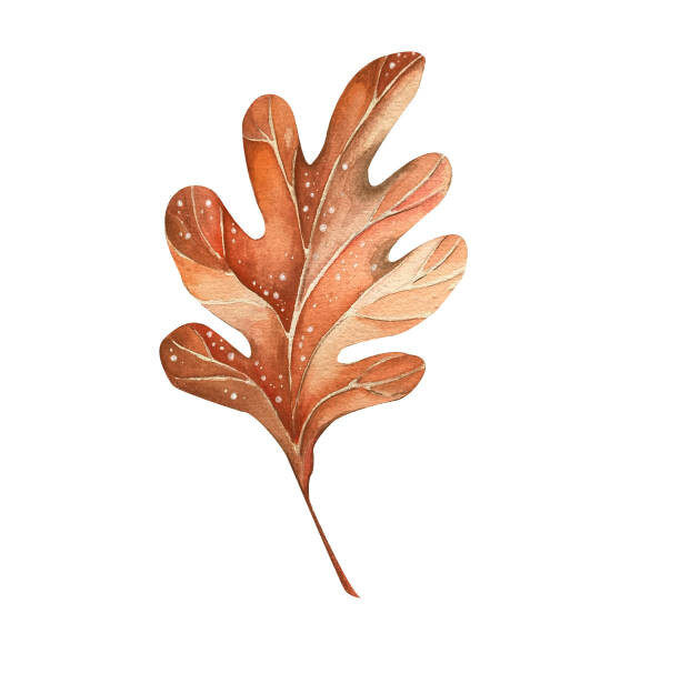 Lidiia Biktimirova Umělecká fotografie A beautiful autumn watercolor oak leaf, Lidiia Biktimirova, (40 x 40 cm)