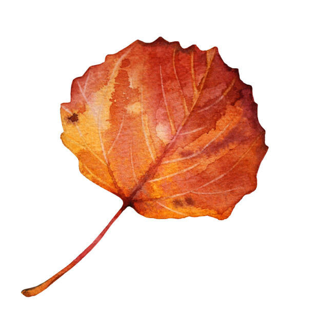 Natalia Kunashova Umělecká fotografie Watercolor hand-drawn autumn red, orange leaf, Natalia Kunashova, (40 x 40 cm)