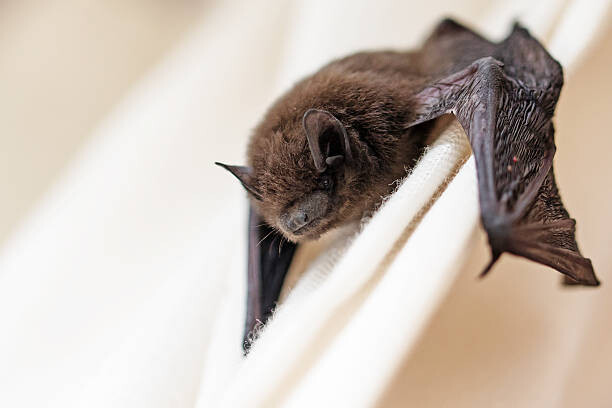 fermate Umělecká fotografie common pipistrelle  a small bat, fermate, (40 x 26.7 cm)