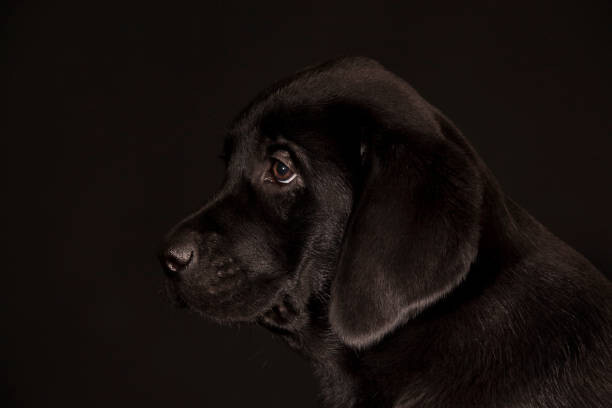 Koljambus Umělecká fotografie black Labrador Retriever puppy, Koljambus, (40 x 26.7 cm)