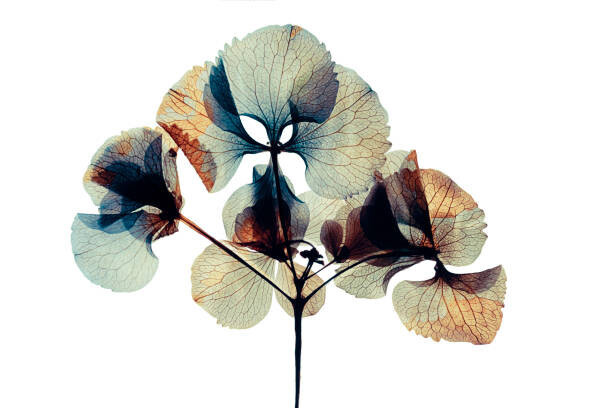andersboman Umělecká fotografie Pressed and dried dry  flower, andersboman, (40 x 26.7 cm)