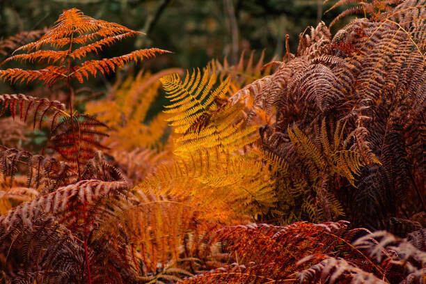 vicvaz Umělecká fotografie dry ferns in a forest in fall, vicvaz, (40 x 26.7 cm)
