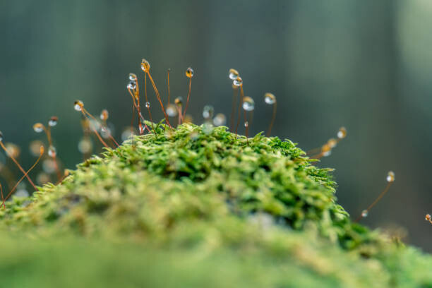 LITTLE DINOSAUR Umělecká fotografie Moss sporangia with morning dew (close-up), LITTLE DINOSAUR, (40 x 26.7 cm)