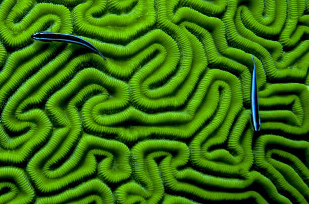 Dash Shemtoob Umělecká fotografie Grooved Brain Coral, Dash Shemtoob, (40 x 26.7 cm)