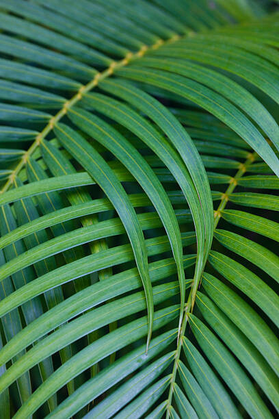 Darrell Gulin Umělecká fotografie Tropical Coconut Palm Leaves, Darrell Gulin, (26.7 x 40 cm)
