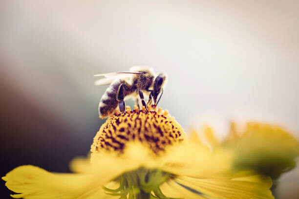 mrs Umělecká fotografie Honeybee collecting pollen from a flower, mrs, (40 x 26.7 cm)