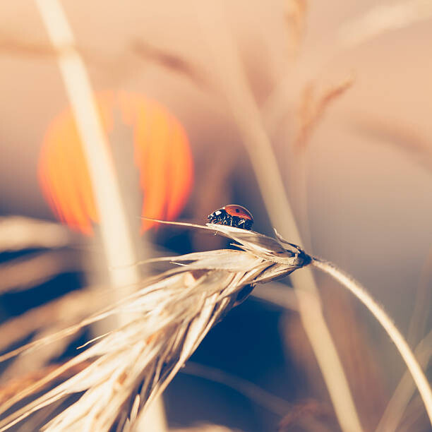 Pawel Gaul Umělecká fotografie Ladybug sitting on wheat during sunset, Pawel Gaul, (40 x 40 cm)