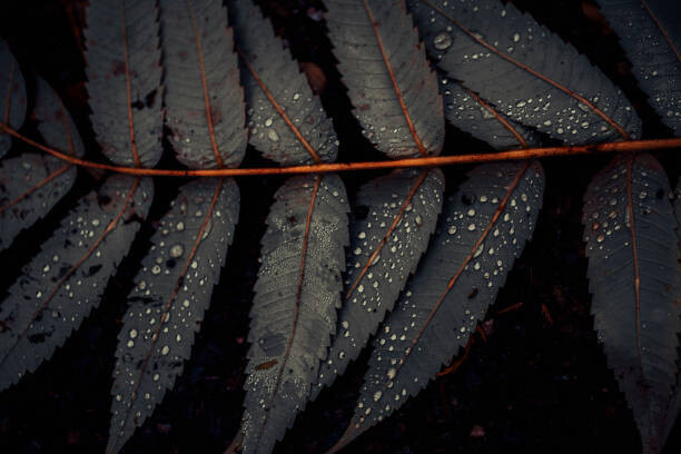 Westend61 Umělecká fotografie Leaf of Staghorn sumac, close-up, Westend61, (40 x 26.7 cm)