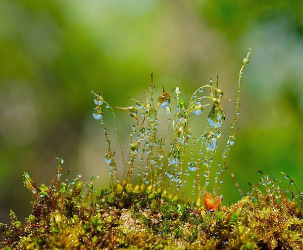 K-Paul Umělecká fotografie Water drops on moss with Sun beams, K-Paul, (40 x 35 cm)