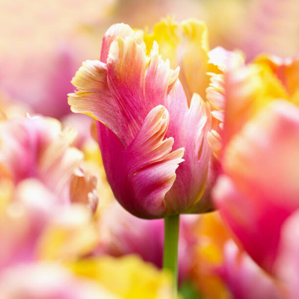 Helaine Weide Umělecká fotografie Close-up tulips, Helaine Weide, (40 x 40 cm)