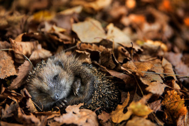 DieterMeyrl Umělecká fotografie European hedgehog  is sleeping in, DieterMeyrl, (40 x 26.7 cm)