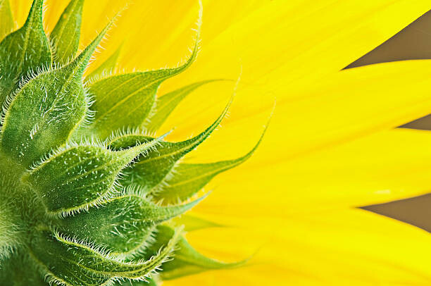 magnez2 Umělecká fotografie Sunflower, magnez2, (40 x 26.7 cm)