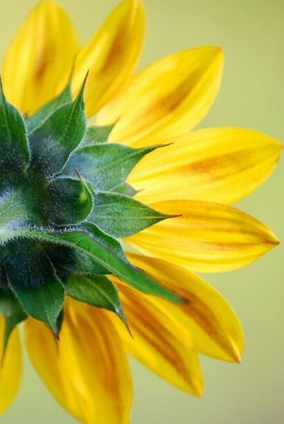 dgphotography Umělecká fotografie Sunflower, dgphotography, (26.7 x 40 cm)
