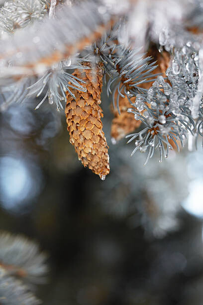 sangfoto Umělecká fotografie Frozen pinecones in winter, sangfoto, (26.7 x 40 cm)