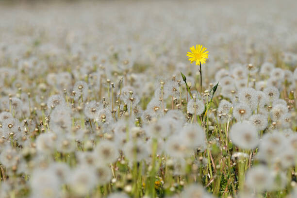 Martin Ruegner Umělecká fotografie Yellow Flower in meadow of dandelion, Martin Ruegner, (40 x 26.7 cm)