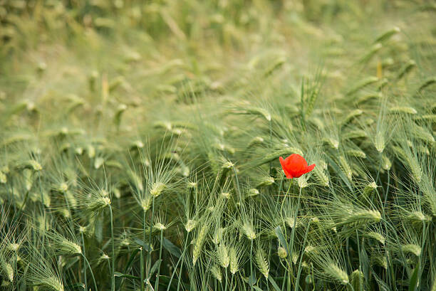 Jean-Philippe Tournut Umělecká fotografie Lonely poppy in a wheat field, Jean-Philippe Tournut, (40 x 26.7 cm)