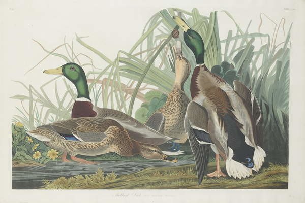 John James (after) Audubon John James (after) Audubon - Obrazová reprodukce Mallard Duck, 1834, (40 x 26.7 cm)