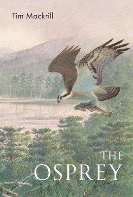 The Osprey (Mackrill Tim)(Paperback)