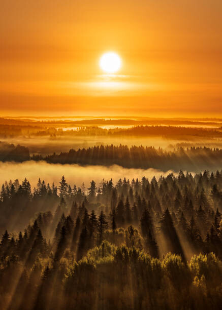 Milamai Umělecká fotografie Golden beautiful foggy forest sunbeams, Aulanko,, Milamai, (30 x 40 cm)