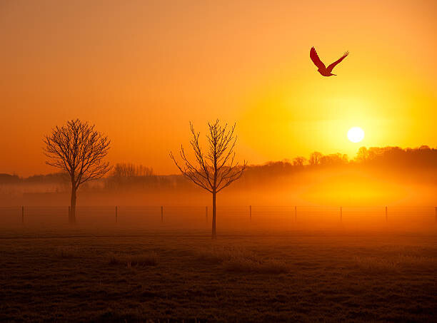 Michael Roberts Umělecká fotografie Misty sunrise with crow, Michael Roberts, (40 x 30 cm)