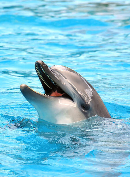 IMNATURE Umělecká fotografie Dolphin open mouth, IMNATURE, (30 x 40 cm)
