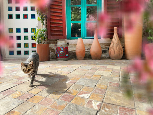 imagedepotpro Umělecká fotografie Cute domestic cat by house front door, imagedepotpro, (40 x 30 cm)