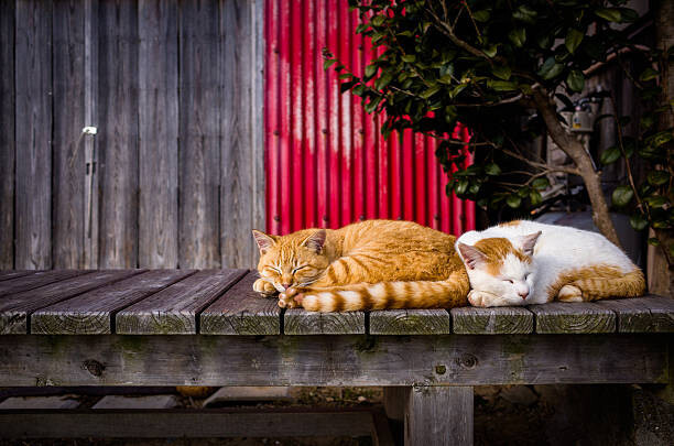 Marser Umělecká fotografie Cats sleeping on the bench, Marser, (40 x 26.7 cm)