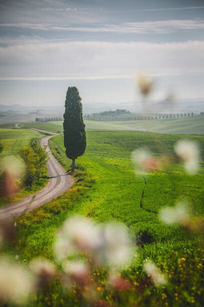 serts Umělecká fotografie Tuscany landscape view of green hills, serts, (26.7 x 40 cm)