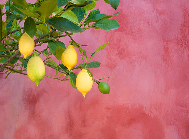 Grant Faint Umělecká fotografie lemon tree near red wall, Grant Faint, (40 x 30 cm)