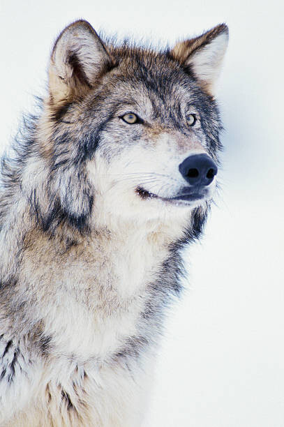 David A. Northcott Umělecká fotografie Winter Timber Wolf, David A. Northcott, (26.7 x 40 cm)