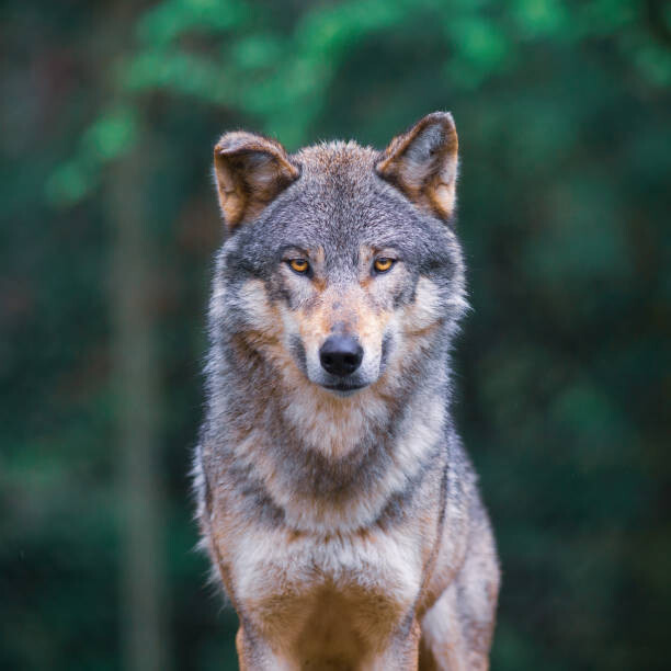 tilo Umělecká fotografie Grey wolf  looking straight in, tilo, (40 x 40 cm)