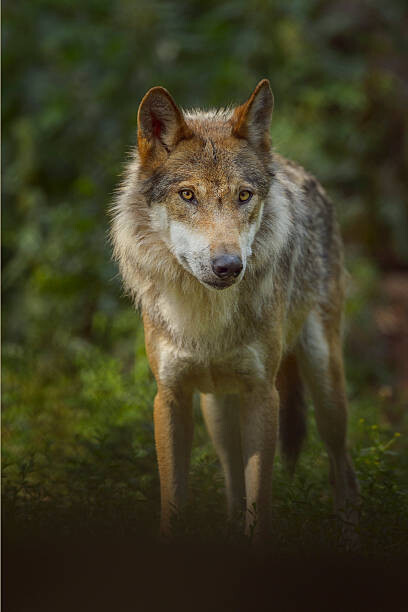 Raimund Linke Umělecká fotografie European Gray Wolf, Canis lupus lupus, Raimund Linke, (26.7 x 40 cm)