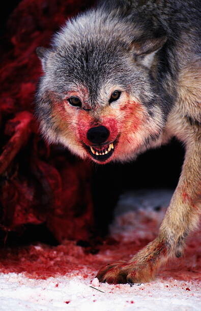 John Giustina Umělecká fotografie Grey wolf (Canis lupus) snarling over fresh kill, John Giustina, (26.7 x 40 cm)