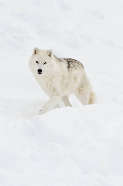 Maxime Riendeau Umělecká fotografie Arctic wolf walking on snow in winter, Maxime Riendeau, (26.7 x 40 cm)