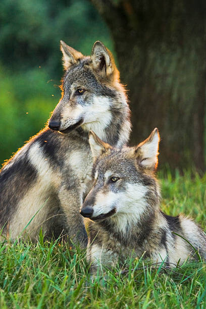 Alex Hibbert Umělecká fotografie Two Gray Wolves (Canis lupus) Indiana, USA, Alex Hibbert, (26.7 x 40 cm)