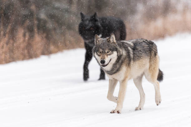 Colleen Gara Umělecká fotografie Wild Wolves, canis lupus, in the Canadian Rockies, Colleen Gara, (40 x 26.7 cm)