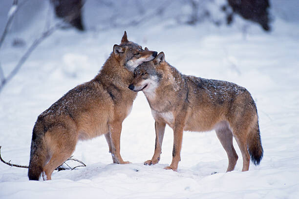 Martin Ruegner Umělecká fotografie Wolves snuggling in winter, Martin Ruegner, (40 x 26.7 cm)