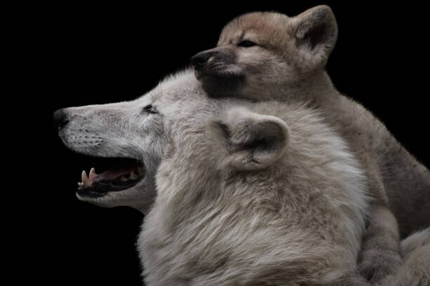 Thomas Marx Umělecká fotografie Mother's love between arctic wolf and, Thomas Marx, (40 x 26.7 cm)