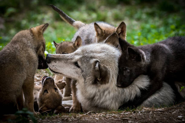 Zocha_K Umělecká fotografie Wolf with litter of playful cubs, Zocha_K, (40 x 26.7 cm)
