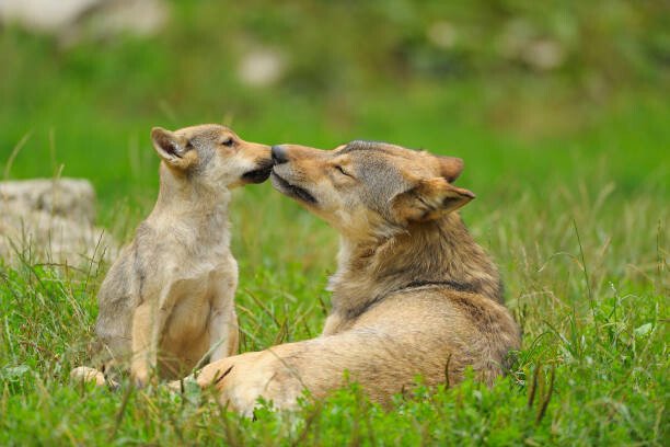 Raimund Linke Umělecká fotografie Wolf, Canis lupus, and Cub, Summer, Raimund Linke, (40 x 26.7 cm)