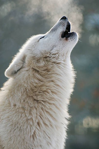 Raimund Linke Umělecká fotografie Arctic wolf howling, Raimund Linke, (26.7 x 40 cm)