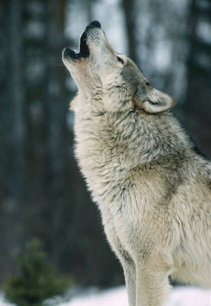 Gerald  Corsi Umělecká fotografie The Gray wolf, Canis lupus,, Gerald  Corsi, (26.7 x 40 cm)